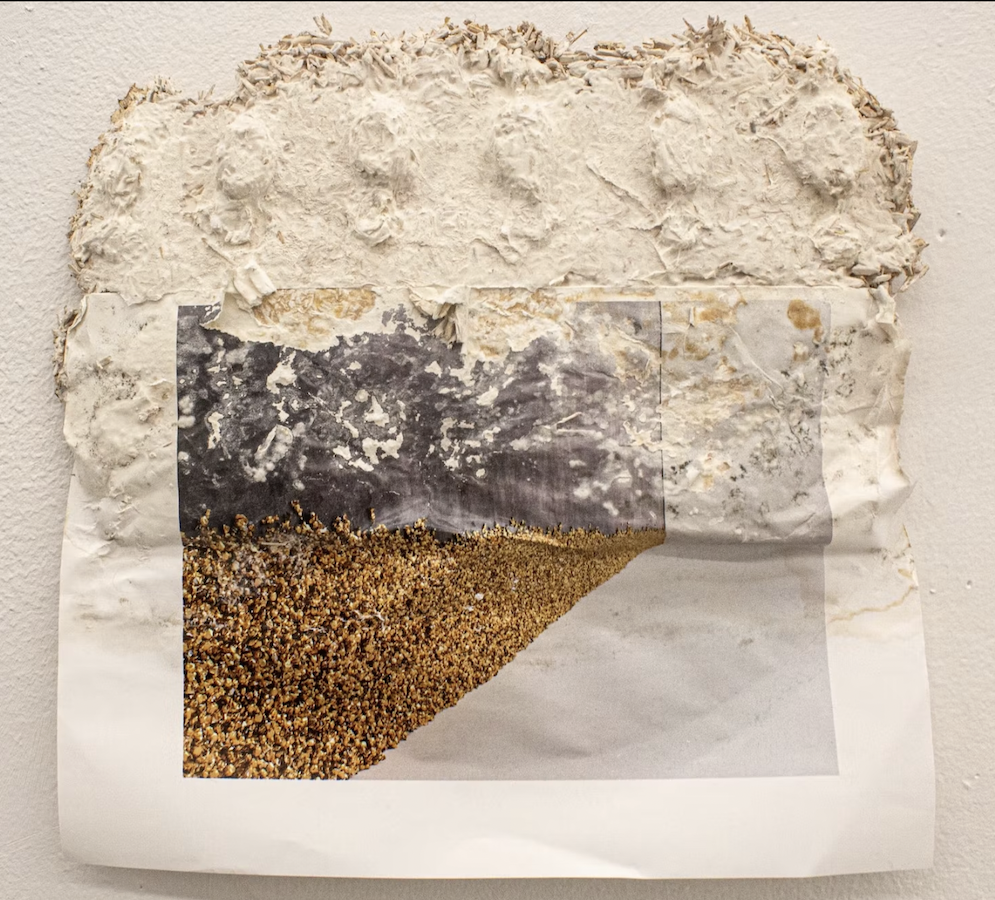 Jess Saldaña, Placebe/Placebo, 2020 Mycelium propagation on Inkjet print