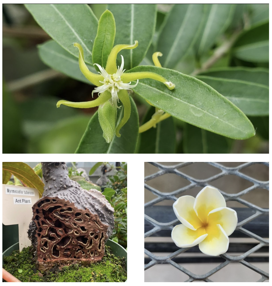 three images of organic life, green flower, intricate tree roots, and yellow flower