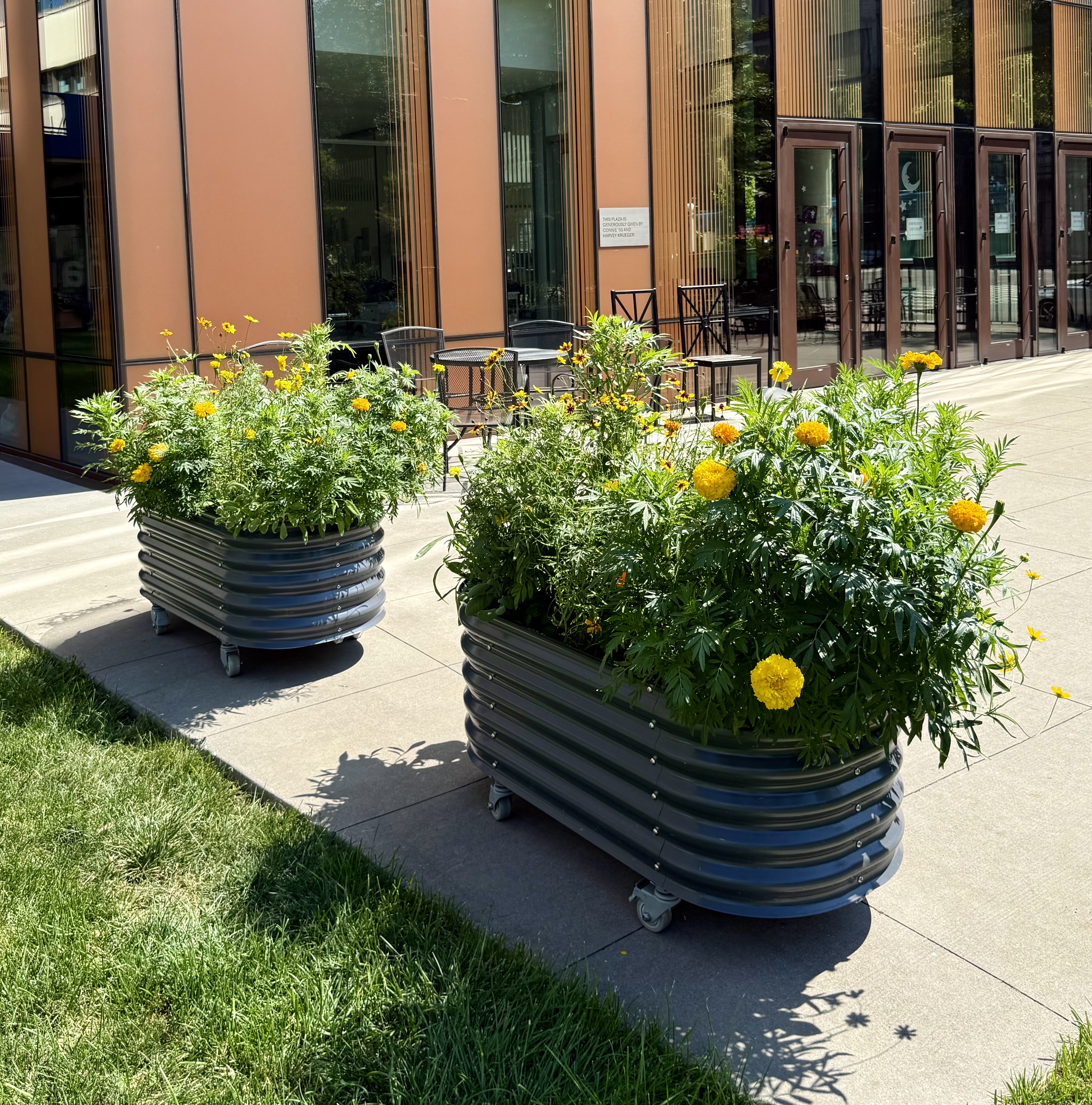 two grey planters with yellow flower blooms in front of a building on concrete near grass
